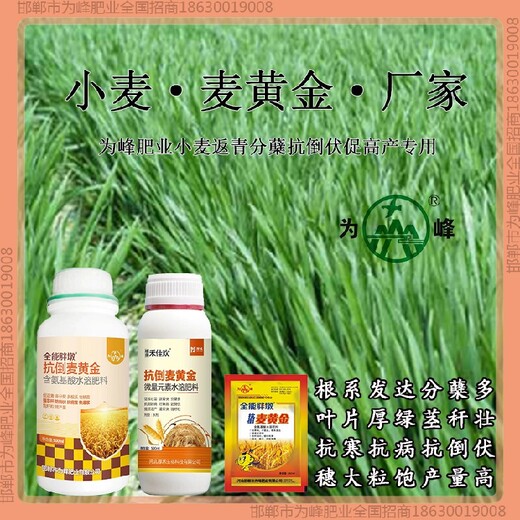 小麦麦黄金小麦增产剂质量好小麦麦黄金厂家批发招商