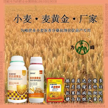 控旺为峰肥业小麦增产剂产量高小麦麦黄金厂家批发招商