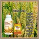 分蘖麦黄金小麦增产剂图