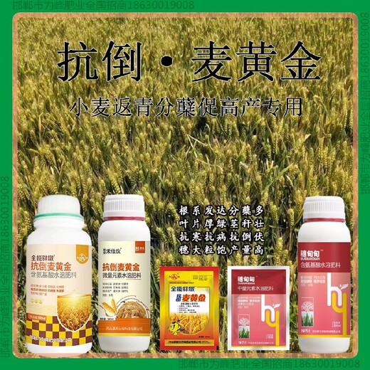 增產麥黃金小麥增產劑效果好小麥麥黃金廠家批發(fā)招商