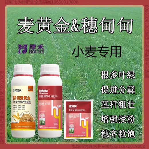 分蘗小麥增產(chǎn)劑控旺劑小麥麥黃金廠家批發(fā)招商