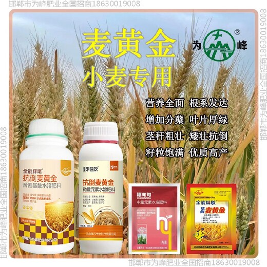 一袋一桶水穗甸甸小麦增产剂作用小麦麦黄金厂家批发招商