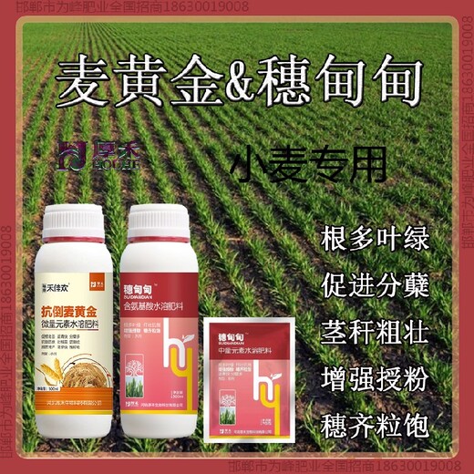 縮節小麥增產(chǎn)劑經(jīng)銷(xiāo)商小麥麥黃金廠(chǎng)家批發(fā)招商