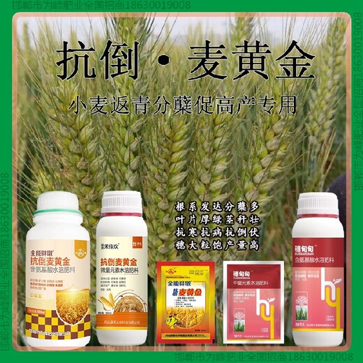 分蘗鐵桿小麥增產(chǎn)劑效果好小麥麥黃金廠(chǎng)家批發(fā)招商