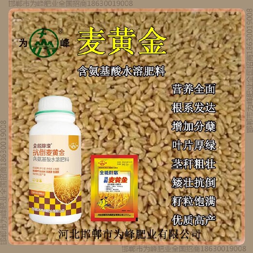 增产铁杆小麦增产剂招商小麦麦黄金厂家批发招商