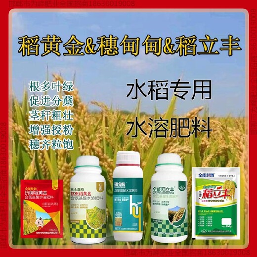 矮壮水稻抗倒调节剂，稻黄金厂家招商水稻叶面肥