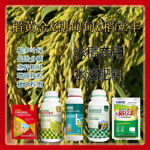 500毫升瓶裝穗甸甸水稻抗倒抗倒藥，稻黃金廠家招商水稻葉面肥