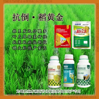 一袋一桶水穗甸甸水稻抗倒成分，稻黃金廠家招商水稻葉面肥