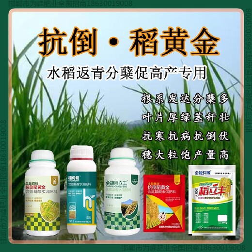 缩节增产素水稻抗倒增产剂，稻黄金厂家招商水稻叶面肥