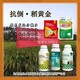 水稻抗倒圖