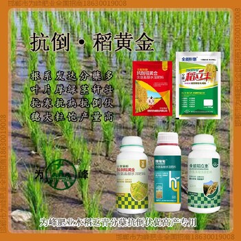 一袋一桶水穗甸甸水稻抗倒成分，稻黃金廠家招商水稻葉面肥