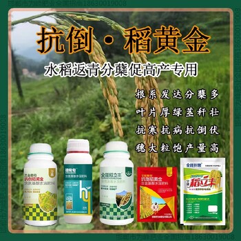 返青胖墩水稻抗倒起什么作用，稻黃金廠家招商水稻葉面肥