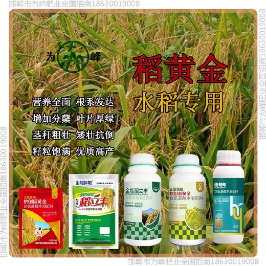 控旺增产素水稻抗倒作用，稻黄金厂家招商水稻叶面肥