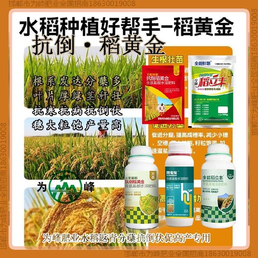 控旺稻黃金水稻抗倒作用，稻黃金廠家招商水稻葉面肥