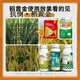 水稻抗倒定做圖