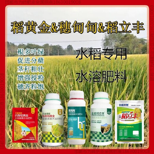 一袋一桶水穗甸甸水稻抗倒调节剂，稻黄金厂家招商水稻叶面肥