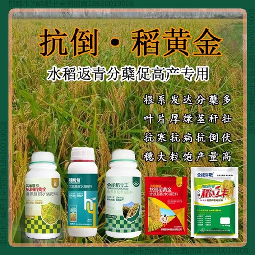 增产素水稻抗倒定做，稻黄金厂家招商水稻叶面肥