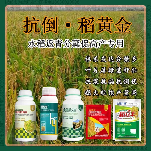 一袋一桶水水稻抗倒起什么作用，稻黃金廠家招商水稻葉面肥