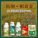 控旺增产素水稻抗倒调节剂，稻黄金厂家招商水稻叶面肥