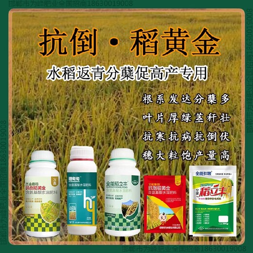 水稻胖墩水稻抗倒使用说明，稻黄金厂家招商水稻叶面肥