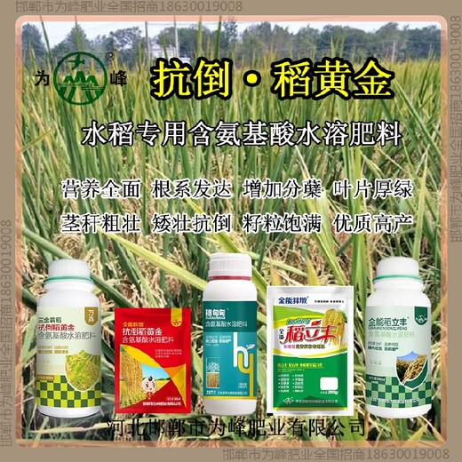 控旺穗甸甸水稻抗倒加工，稻黃金廠家招商水稻葉面肥