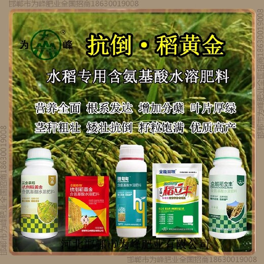 分蘗為峰肥業水稻抗倒加工，稻黃金廠家招商水稻葉面肥