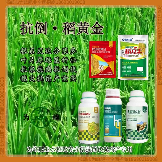 增產(chǎn)為峰肥業(yè)水稻抗倒是哪個公司的，稻黃金廠家招商水稻葉面肥
