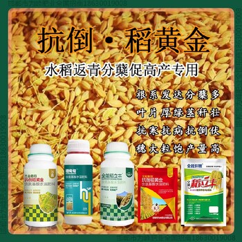 返青胖墩水稻抗倒起什么作用，稻黃金廠家招商水稻葉面肥
