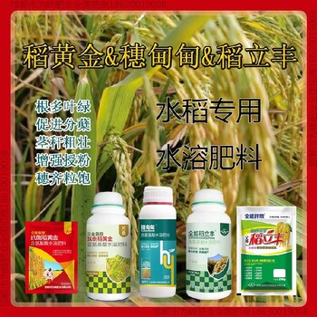 一袋一桶水胖墩水稻抗倒加工，稻黃金廠家招商水稻葉面肥