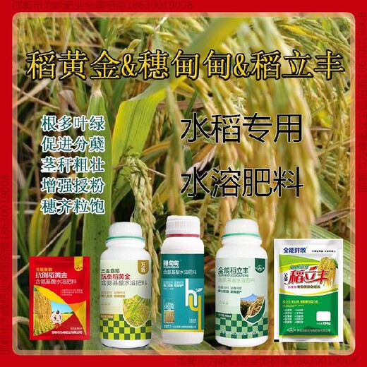 500毫升瓶装增产素水稻抗倒产量高，稻黄金厂家招商水稻叶面肥