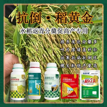 控旺為峰肥業(yè)水稻抗倒葉面肥，稻黃金廠家招商水稻葉面肥