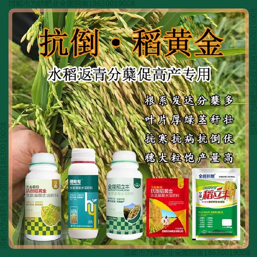 一袋一桶水稻黄金水稻抗倒增产剂，稻黄金厂家招商水稻叶面肥