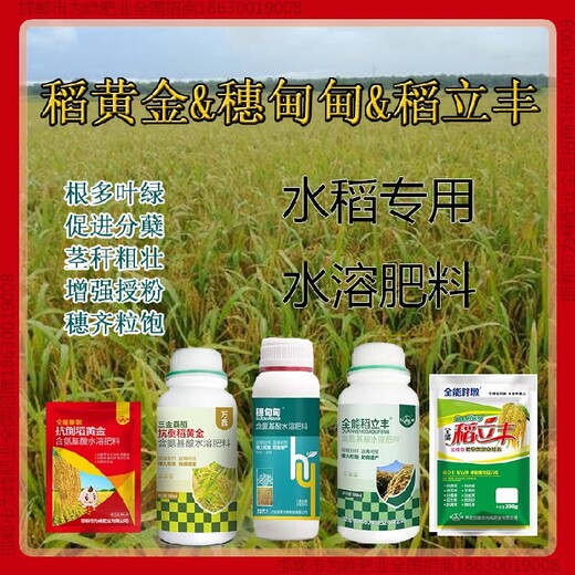 分蘖水稻抗倒是哪个公司的，稻黄金厂家招商水稻叶面肥