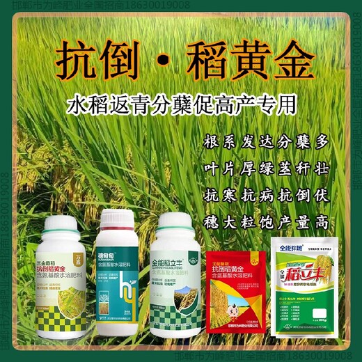 胖墩水稻抗倒是什么，稻黃金廠(chǎng)家招商水稻葉面肥