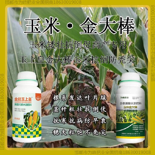 矮壯胖墩玉米抗倒廠(chǎng)家金大棒玉黃金金得樂(lè )玉上皇廠(chǎng)家