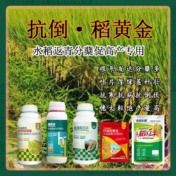 稻立豐水稻抗倒是哪個公司的，稻黃金廠家招商水稻葉面肥