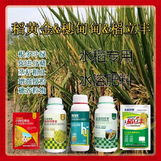 500毫升瓶装穗甸甸水稻抗倒作用，稻黄金厂家招商水稻叶面肥