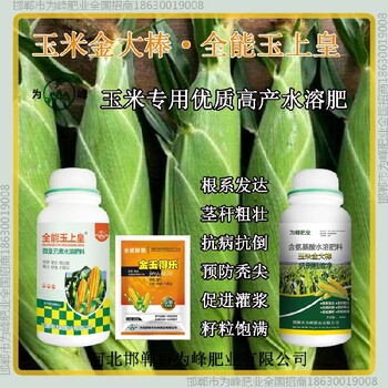 500毫升瓶裝玉米抗倒質(zhì)量好金大棒玉黃金金得樂玉上皇廠家