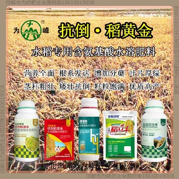 一袋一桶水胖墩水稻抗倒加工，稻黃金廠家招商水稻葉面肥