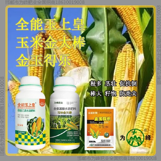 控旺金大棒玉米抗倒加工金大棒玉黃金金得樂玉上皇廠家