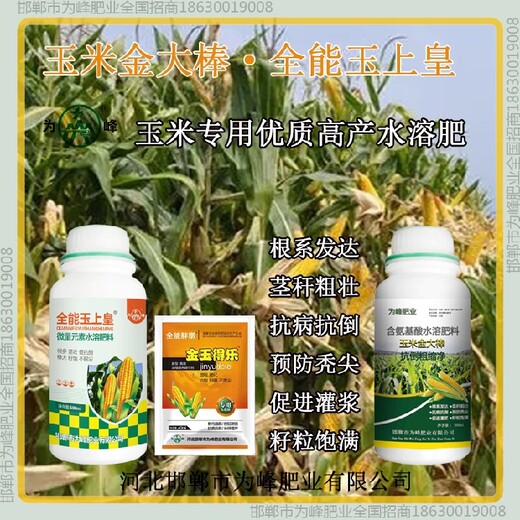 小包裝金大棒玉米抗倒金大棒玉黃金金得樂(lè)玉上皇廠家