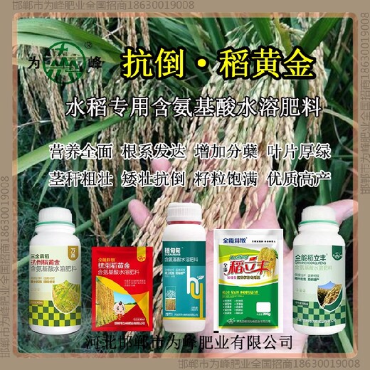 增產(chǎn)穗甸甸水稻抗倒效果好，稻黃金廠家招商水稻葉面肥
