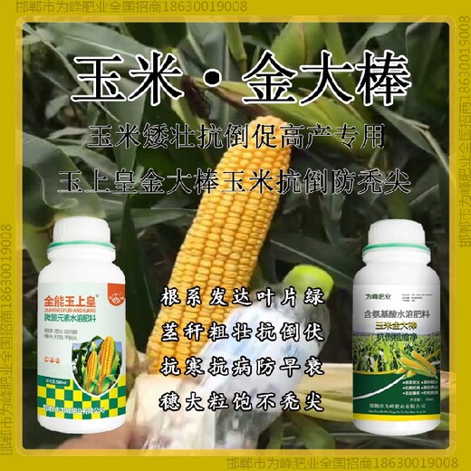 增產(chǎn)鐵桿玉米抗倒控旺劑金大棒玉黃金金得樂玉上皇廠家