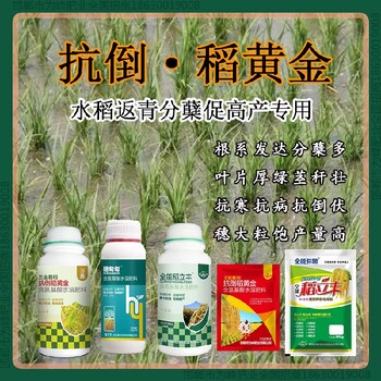 小包裝穗甸甸水稻抗倒質(zhì)量好，稻黃金廠家招商水稻葉面肥