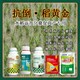 分蘗胖墩水稻抗倒圖