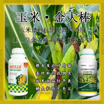 500毫升瓶裝玉米抗倒產(chǎn)量高金大棒玉黃金金得樂玉上皇廠家