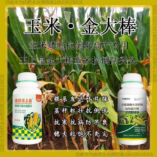矮壯增產(chǎn)素玉米抗倒定做金大棒玉黃金金得樂玉上皇廠家
