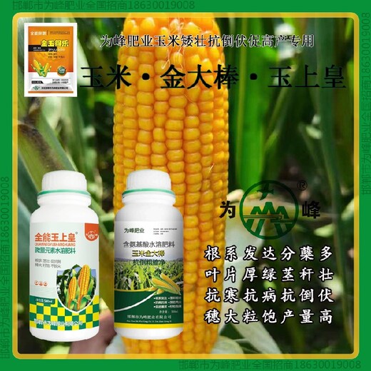 一袋一桶水金大棒玉米抗倒使用說明金大棒玉黃金金得樂玉上皇廠家