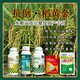 水稻抗倒圖