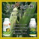 縮節(jié)玉米抗倒圖
